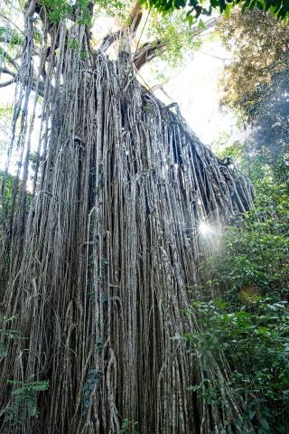 Curtain Fig tree in Australia - a Strangler Fig tree. The Strangler Fig tree’s roots are hanging off of its host tree.